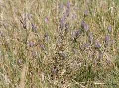 Chloropyron maritimum canescens