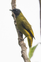 Brachypodius melanocephalos