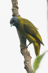 Brachypodius melanocephalos