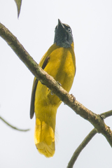 Brachypodius melanocephalos