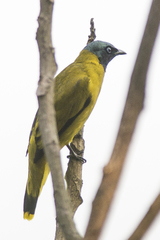 Brachypodius melanocephalos