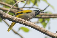 Brachypodius melanocephalos