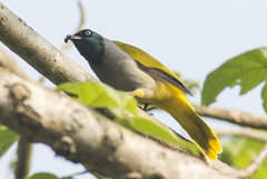 Brachypodius melanocephalos