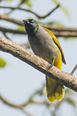 Brachypodius melanocephalos