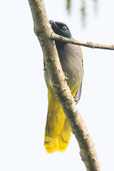 Brachypodius melanocephalos