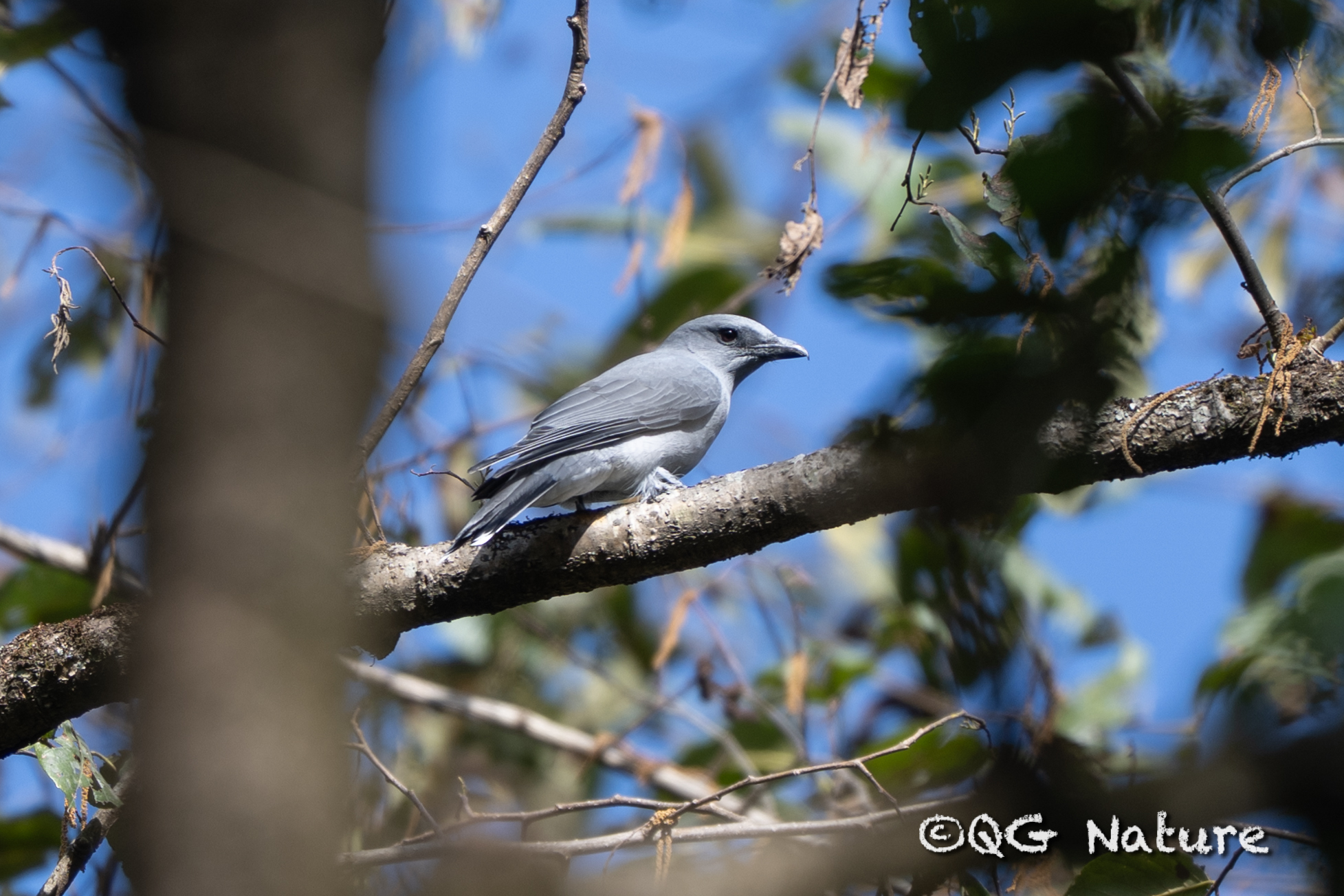 Oriental Cuckooshrike