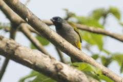 Brachypodius melanocephalos