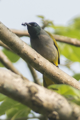 Brachypodius melanocephalos