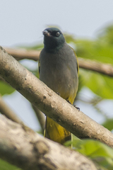 Brachypodius melanocephalos