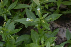 Gratiola neglecta