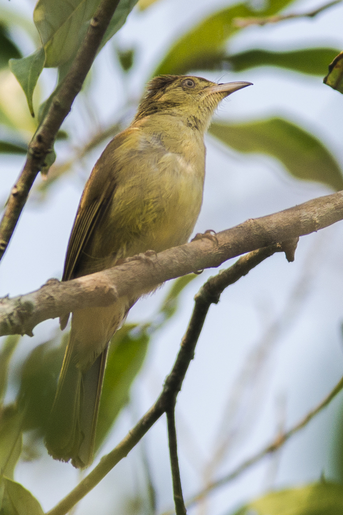 Cachar Bulbul photo