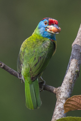 Psilopogon asiaticus