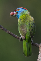 Psilopogon asiaticus