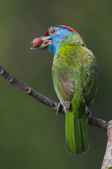 Psilopogon asiaticus