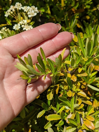 iNaturalist observation photo of Narrowleaf Firethorn