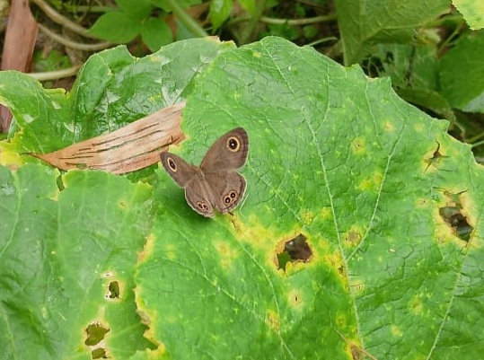 Common Four-Ring