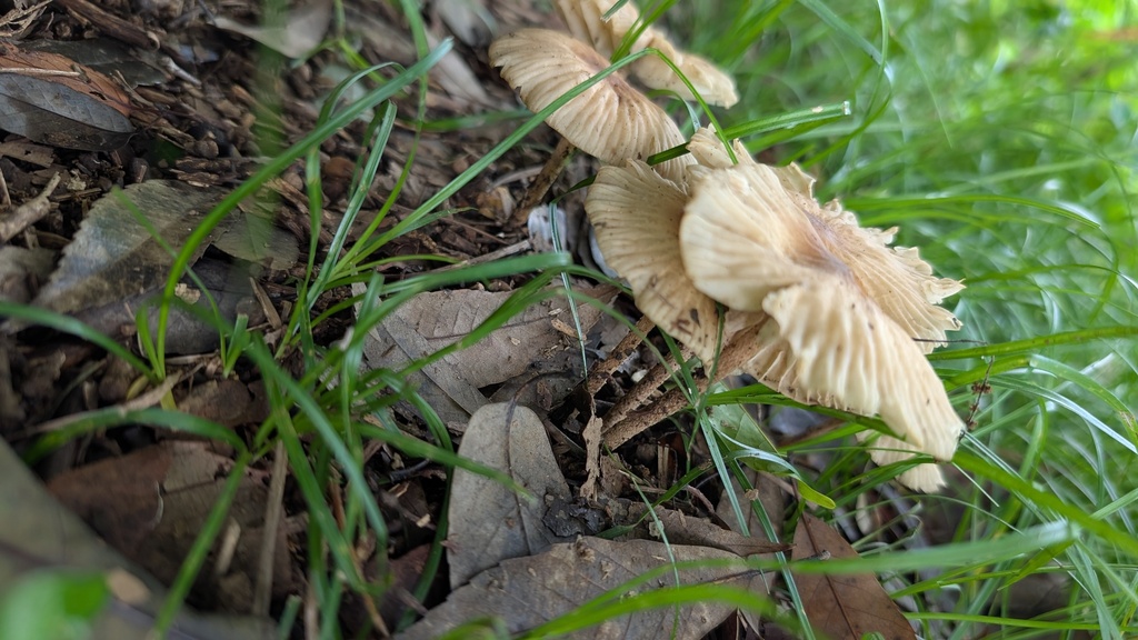 Marasmius maximus · June 2025 · photo: © atsushi_nakajima_cirque (iNaturalist, cc-by)
