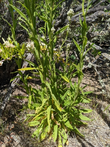 iNaturalist observation photo of California cudweed