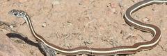 Masticophis taeniatus taeniatus