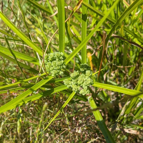 iNaturalist observation photo of tall flatsedge