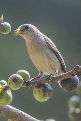 Dicaeum erythrorhynchos