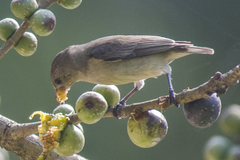 Dicaeum erythrorhynchos