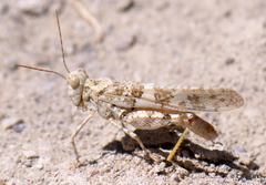 Trimerotropis salina