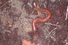Pseudotriton montanus