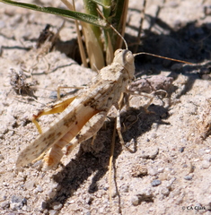 Trimerotropis salina