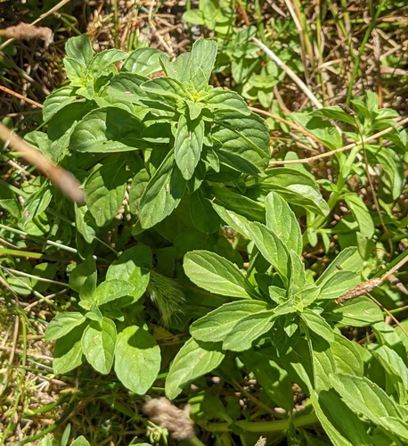 iNaturalist observation photo of Pennyroyal