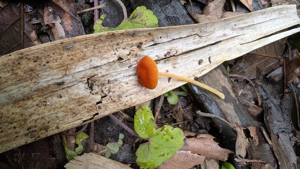 Pluteus aurantiorugosus · June 2025 · photo: © atsushi_nakajima_cirque (iNaturalist, cc-by)