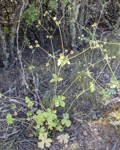 iNaturalist observation photo of Pacific Sanicle