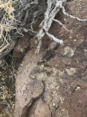 Sceloporus occidentalis