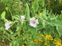 Althaea officinalis