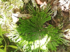 Selaginella pilifera