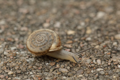 Polygyrinae