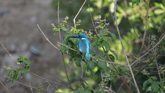 Alcedo coerulescens