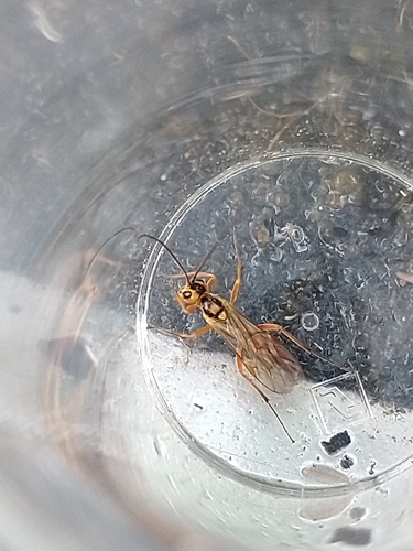 Priopoda apicaria