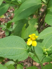 Greenmaniella resinosa