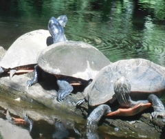 Pseudemys rubriventris