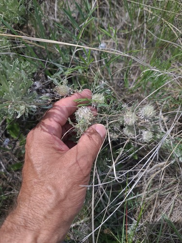 Unknown species found near Wheatland County, MT, USA
