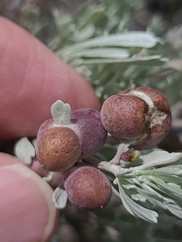 Unknown species found near Wheatland County, MT, USA