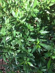 Gardenia jasminoides