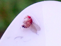 Drosophila melanogaster