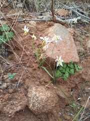 Hesperantha bachmannii
