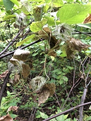 Clematis occidentalis