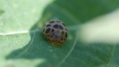Henosepilachna