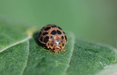 Henosepilachna