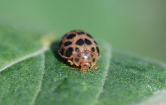 Henosepilachna