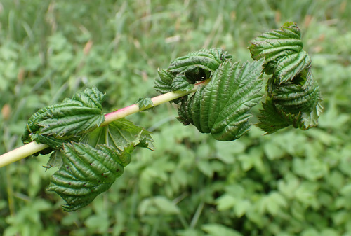 Aphis ulmariae